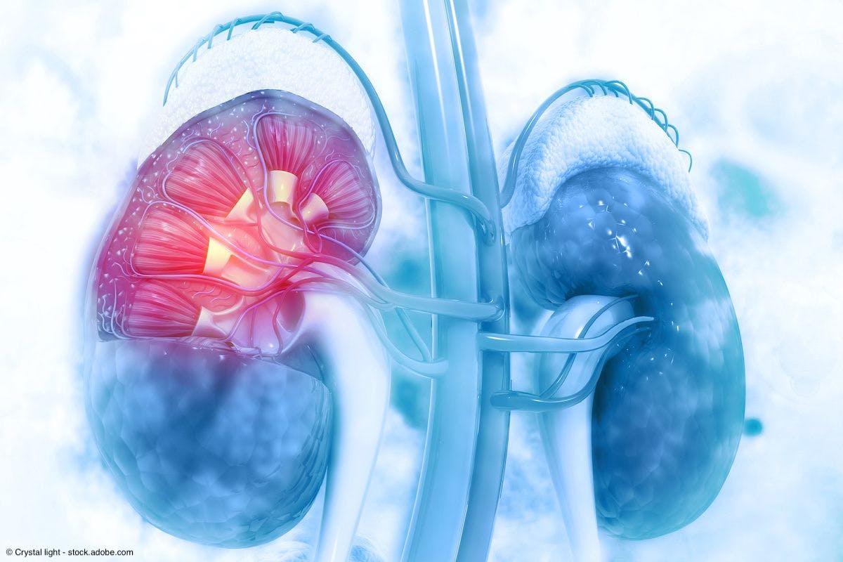 human kidney cross section