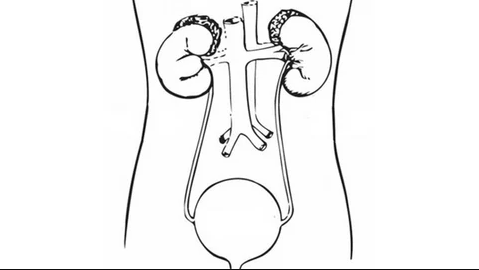 Diagram of genitourinary system